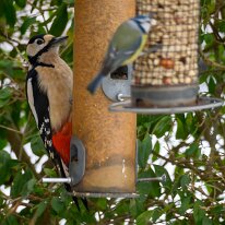 Stor flagspætte (2)